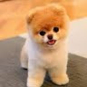 Meet your Posher, Elijah